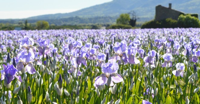 Fields of light purple, mauve and white bearded iris flowers in Provence, southern France