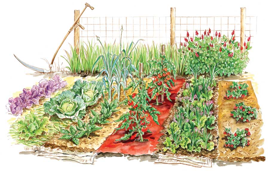 Illustration of vegetable garden