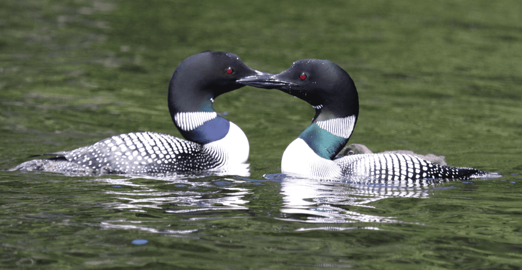 New England lake with loons