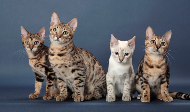 Group of Bengal cats