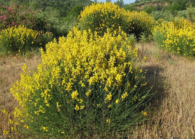 Yellow broom plants in flower